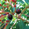 Hedges_hamelia_patens-4