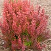 Barberry, 'Orange Rocket'