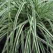  Sedge, Variegated Japanese 'Everest'