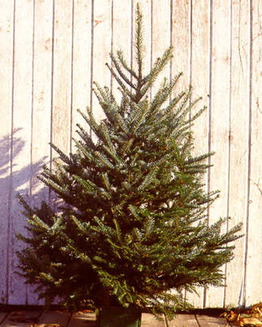 Caring for Your Holiday Greens