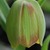 Bulbs_fritillaria_pontica.small