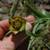 Bulbs_fritillaria_pontica-1.small