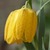 Bulbs_fritillaria_aurea_golden_flag.small