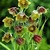 Bulbs_fritillaria_davisii.small