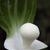 Bulbs_arisaema_sikokianum-1.small