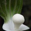 Bulbs_arisaema_sikokianum-1.thumb