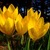 Bulbs_sternbergia_lutea.small