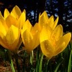 Bulbs_sternbergia_lutea.thumb