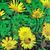 6%20all_plants_buphthalmum_salicifolium-1.small