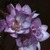 6%20all_plants_freesia_tecolote_silvia-1.small