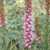 6%20all_plants_liatris_spicata-1.small