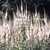 6%20all_plants_veronicastrum_virginicum_roseum-1.small
