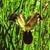 6%20hermodactylus_tuberosa-1.small