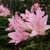 Bulbs_amarcrinum_x_a._memoria-corsii.small