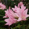 Bulbs_amarcrinum_x_a._memoria-corsii.thumb