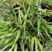 Ornamental_grasses_hakonechloa_beni-kaze-1