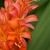 Bulbs_crocosmia_masoniorum-1.small