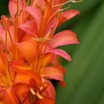 Bulbs_crocosmia_masoniorum-1.thumb