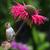 Bee%20balm%20with%20hummingbird.small
