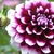 Dalias.small