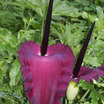 Perennials_dracunculus_vulgaris.thumb