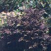 Snakeroot, Black 'Brunette'