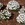 Perennials: Iberis sempervirens 'Weisser Zwerg'