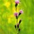 9%20liatris_cylindracea-1.medium.small
