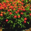Cosmos_cosmos_bipinnatus_sunny_red-1