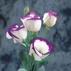 Lisianthus_eustoma_grandiflora_lisianthus_f1_vulcan_purple_picotee-1.thumb