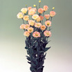 Lisianthus_eustoma_grandiflora_lisianthus_f1_vulcan_champagne.thumb