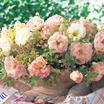 Lisianthus_eustoma_grandiflora_lisianthus_f1_arena_iii_champagne.thumb
