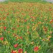 Daylilies_hemerocallis_jersey_earlybird_cardinal-2