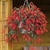 2012f_begonia_santacruz.small