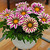 2012_gazania_bigkisswhiteflame.small