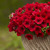 2012_petunia%20_surfiniadeepred.small