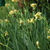 Irises2.small