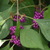 Beautyberry%202.small