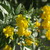 Yellow%20bells.small