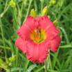Daylilies_hemerocallis_jersey_earlybird_cardinal-2