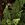 Ferns: Dryopteris noveboracencis (Parathelypteris novae-boracensis)