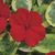 Impatiens_impatiens_walleriana_center_stage.small