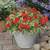 Impatiens_impatiens_walleriana_center_stage-1.small