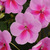 Impatiens_impatiens_walleriana_patchwork_lavender.small