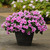 Impatiens_impatiens_walleriana_patchwork_lavender-1.small