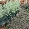 Ornamental Grasses