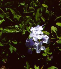 12%20plumbago%20auriculate.large