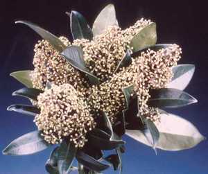 12%20female%20skimmia.detail