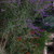 1%20carolyn's%20mexican%20bush%20sage%20and%20tropical%20sage.small