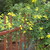 2%20butterfly%20vine.small